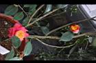 Camellia sp06.JPG